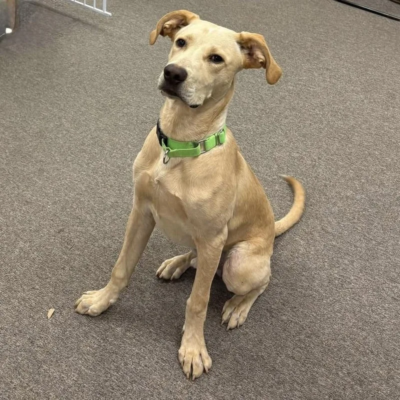 A young large-sized male Yellow / Tan / Blond / Fawn Labrador Retriever dog named Tanner for adoption in Long Beach, WA