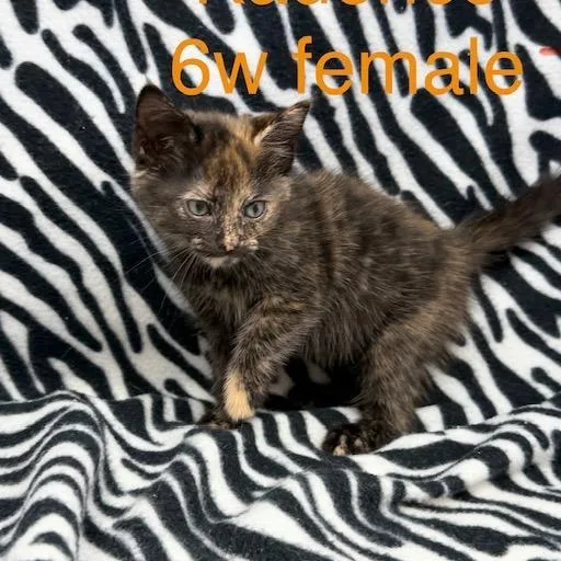 A baby small-sized female Domestic Short Hair cat named Kadence for adoption in New Tazewell, TN