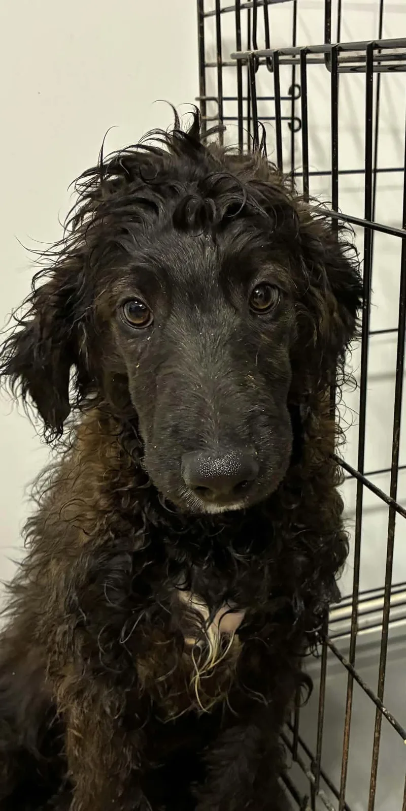 A baby small-sized male Australian Shepherd dog named Bournville for adoption in Havertown, PA