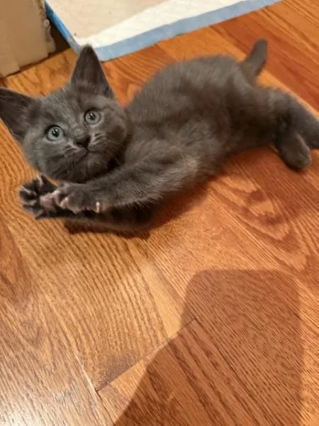 A baby medium-sized male Gray / Blue / Silver Domestic Short Hair cat named Portobello for adoption in Berkeley Heights, NJ