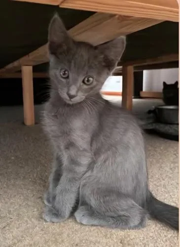 A baby medium-sized male Gray / Blue / Silver Russian Blue cat named Akita for adoption in oceanside, CA