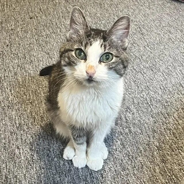 A baby small-sized female Domestic Medium Hair cat named Gretchen Wilson for adoption in West Des Moines, IA