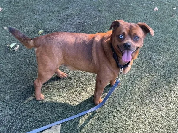 An adult small-sized male Puggle dog named Chug for adoption in Oceanside, CA