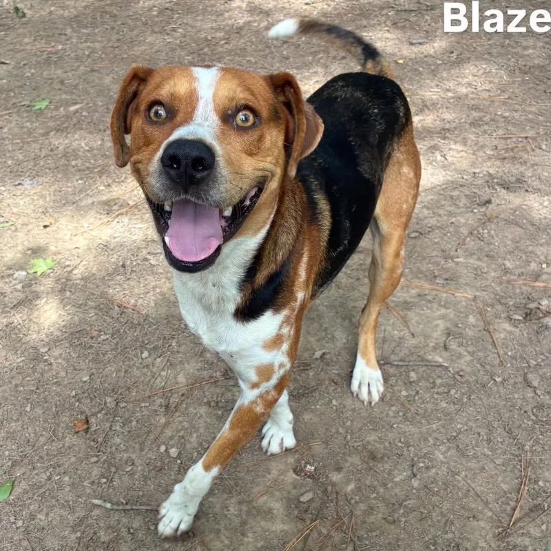 A young medium-sized male Beagle dog named Blaze for adoption in Little Rock, AR