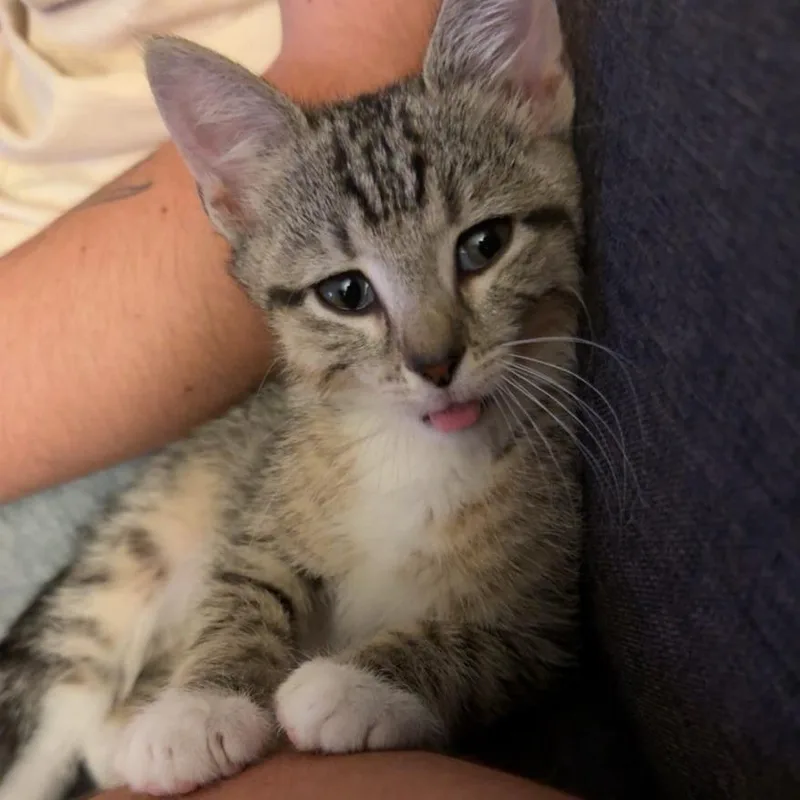 A baby small-sized male Gray / Blue / Silver Domestic Short Hair cat named Chee for adoption in Harrisonburg, VA