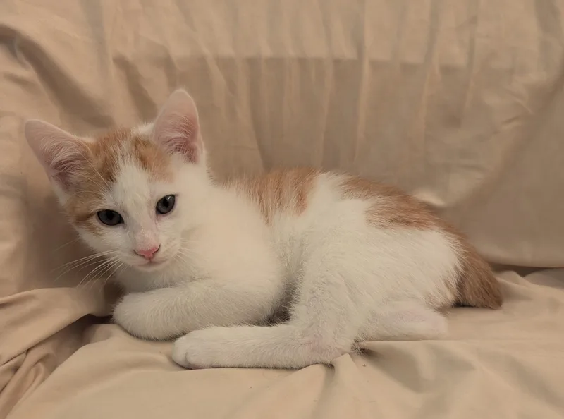 A baby medium-sized male Orange & White American Bobtail cat named Tangelo for adoption in Greensboro, NC
