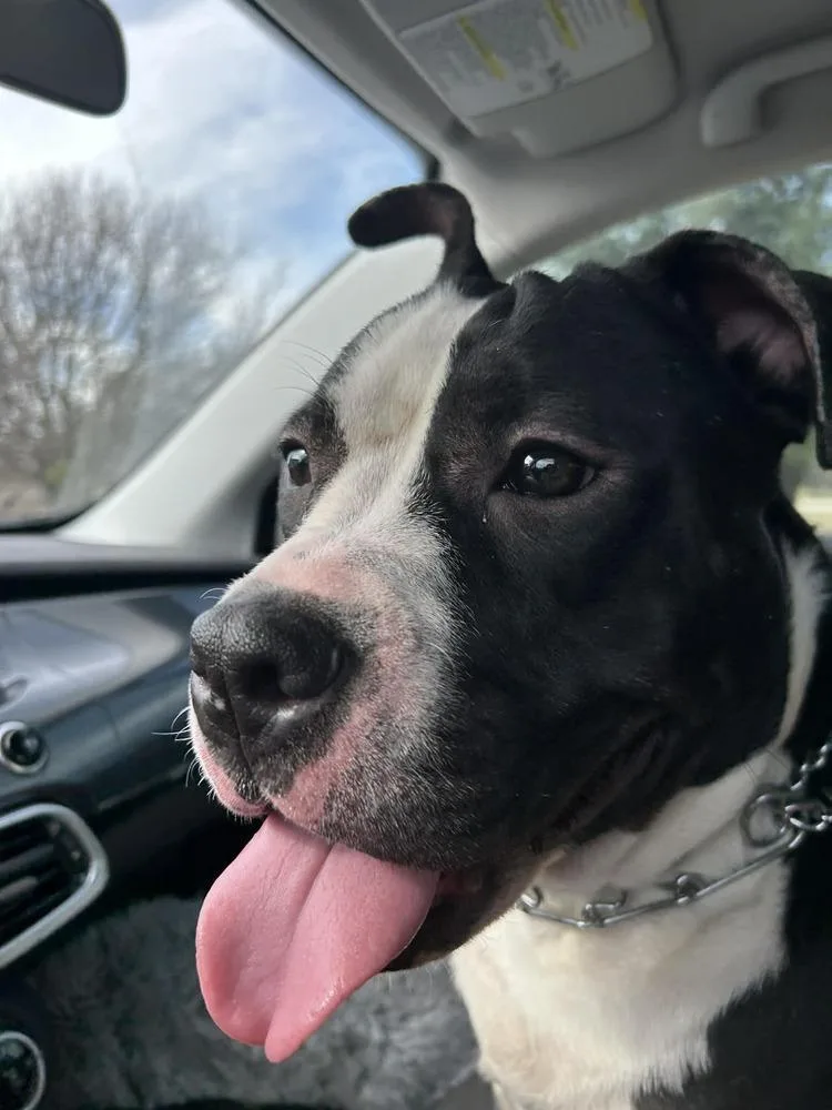 A young medium-sized female Pit Bull Terrier dog named Gwen for adoption in Dallas, TX