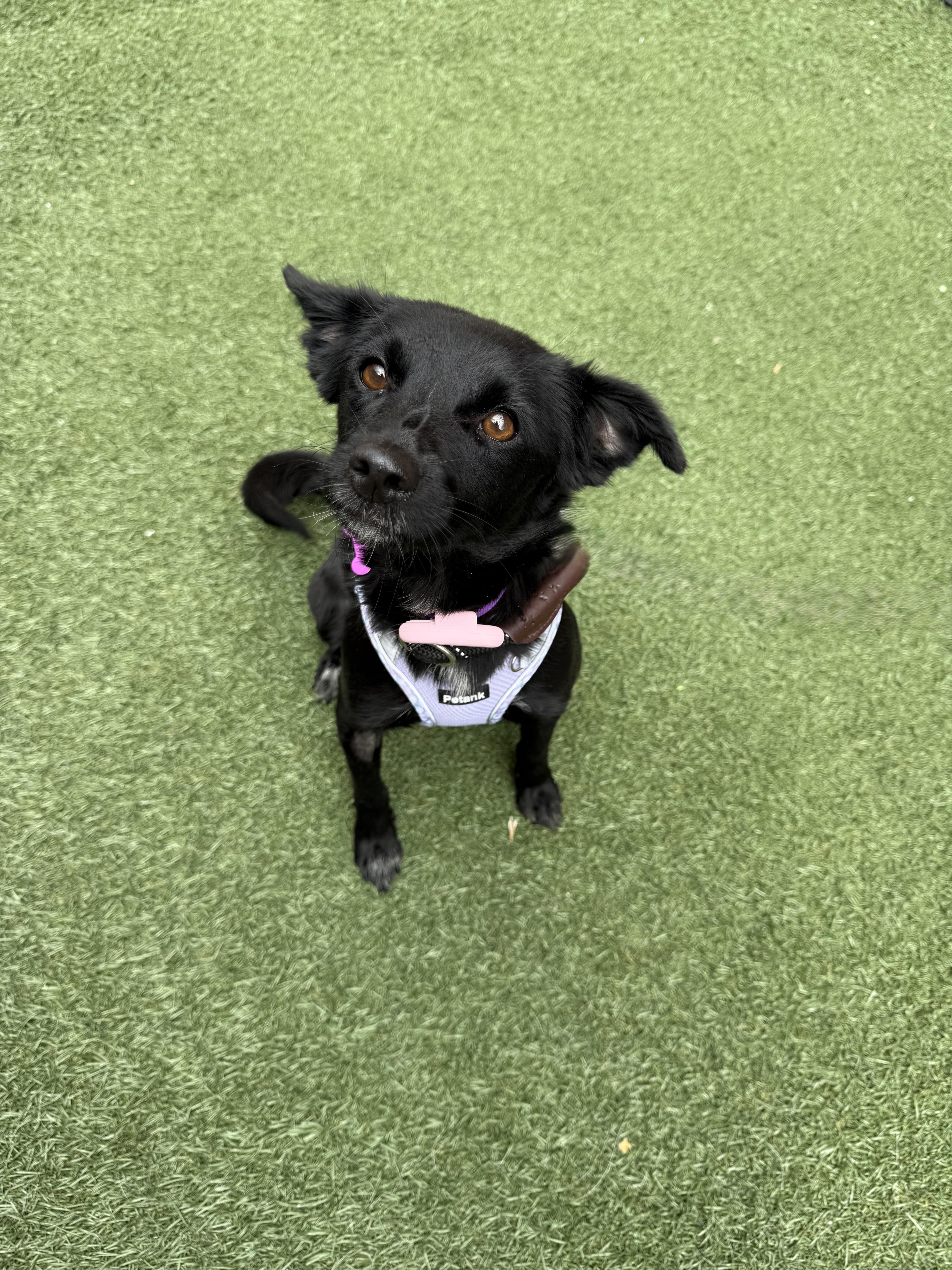 A young small-sized female Chihuahua dog named Ladybug for adoption in Itasca, IL