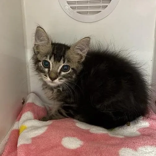 A baby small-sized male Brown / Chocolate Domestic Short Hair cat named Drake for adoption in Phoenix, AZ