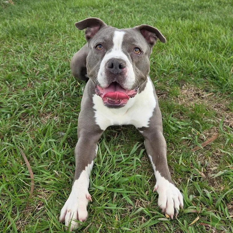 An adult medium-sized female Gray / Blue / Silver Pit Bull Terrier dog named Krakatoa for adoption in Pontiac, IL