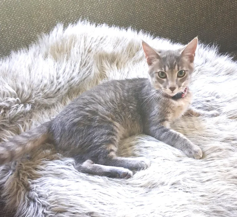 A baby medium-sized female Gray / Blue / Silver Tabby cat named Lily for adoption in Lewis Center, OH