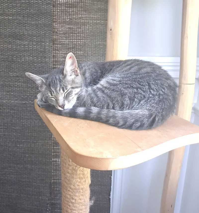 Lily thumbnail 3