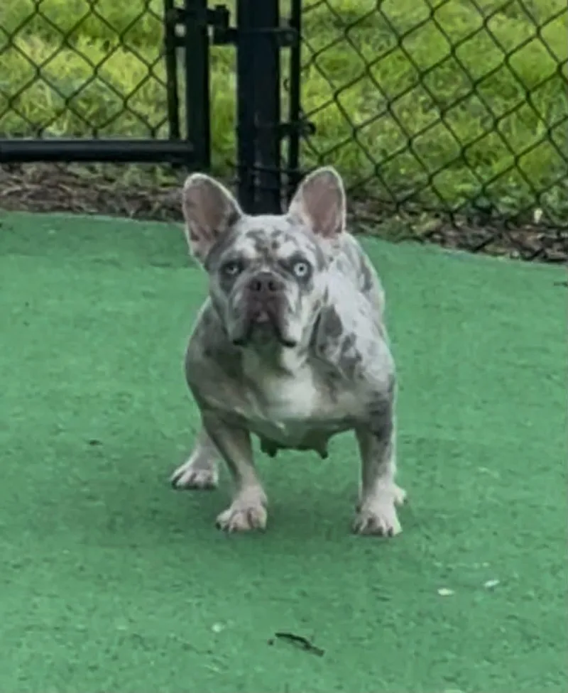 A young small-sized female French Bulldog dog named Luna for adoption in Palm Coast, FL