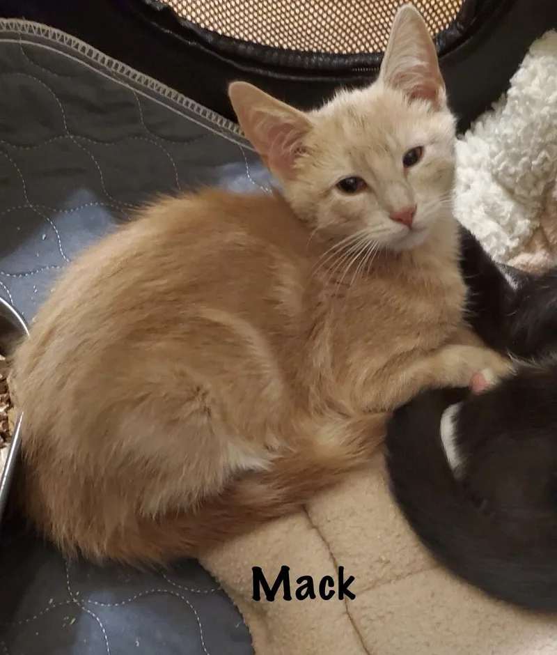 Mack