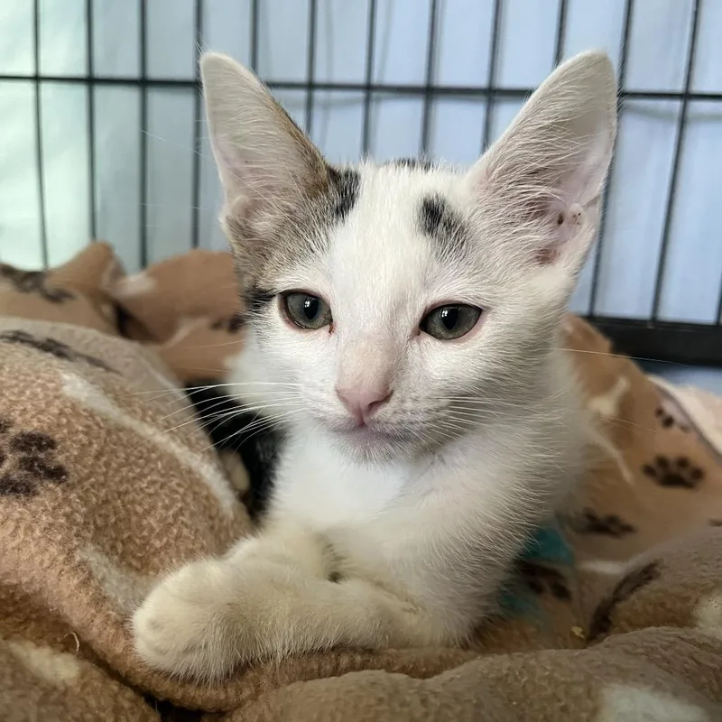 A baby small-sized male White Domestic Short Hair cat named Memphis for adoption in Hawthorne, CA