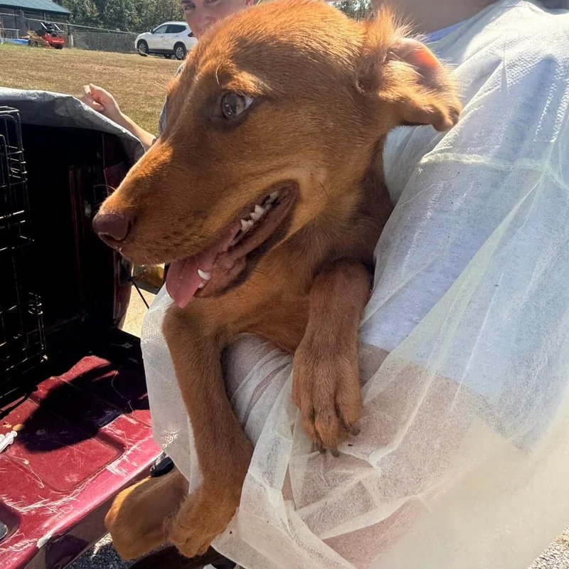 A baby small-sized male Brown / Chocolate Mixed Breed dog named Toby for adoption in Corinth, MS