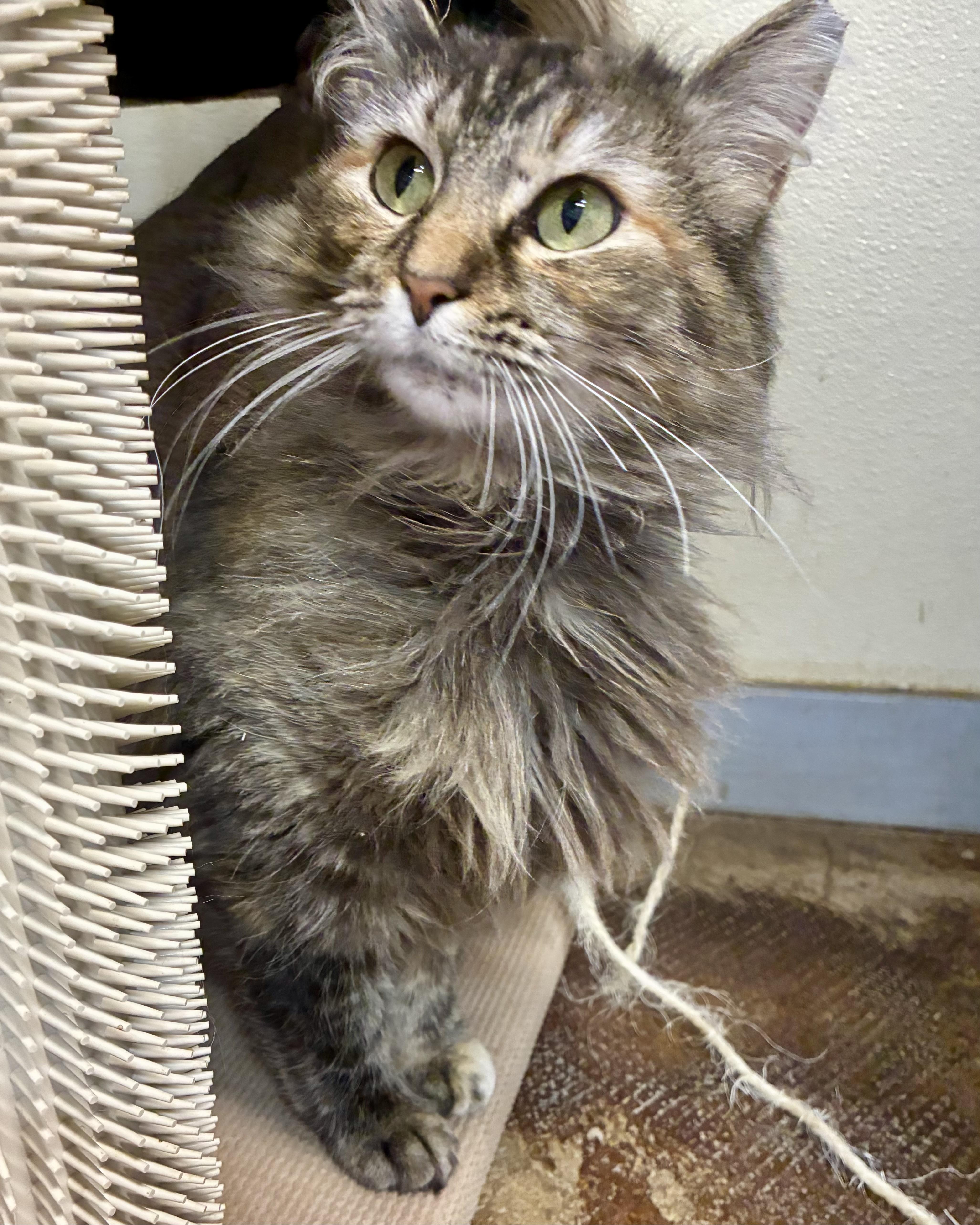 Annabelle thumbnail 2