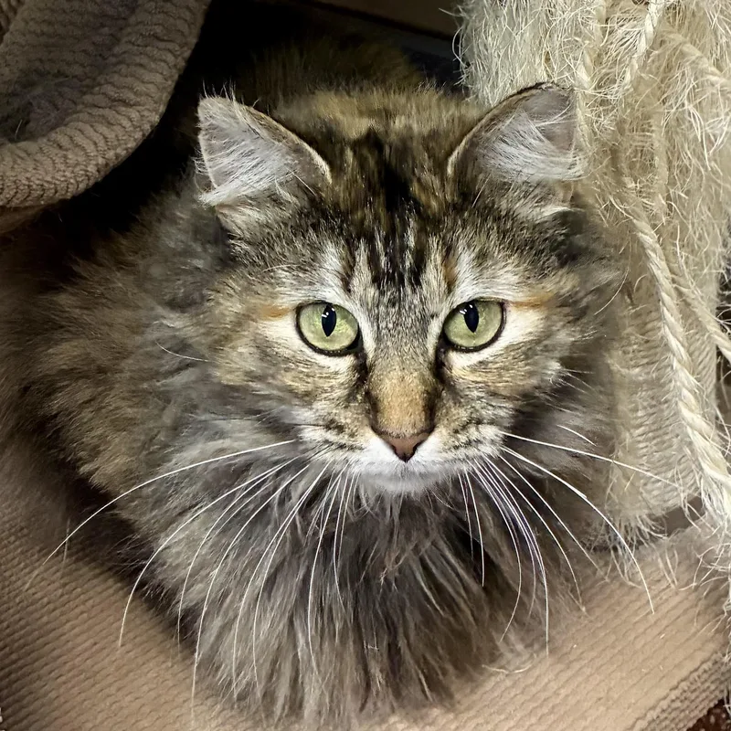 Annabelle thumbnail 3