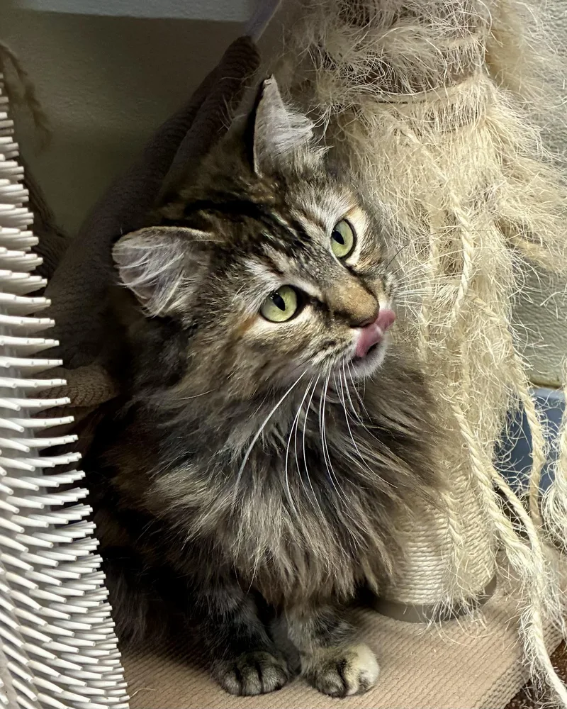 Annabelle thumbnail 4