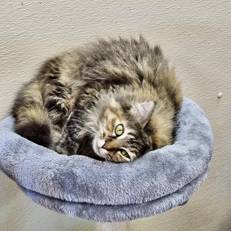 Annabelle thumbnail 5