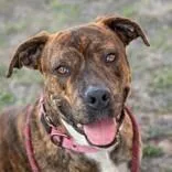 An adult medium-sized female Brindle Staffordshire Bull Terrier dog named Lily for adoption in La Grange, TX