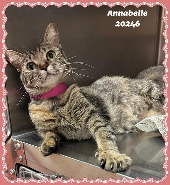 A young small-sized female Tabby (Buff / Tan / Fawn) Domestic Short Hair cat named Annabelle for adoption in Marietta, GA
