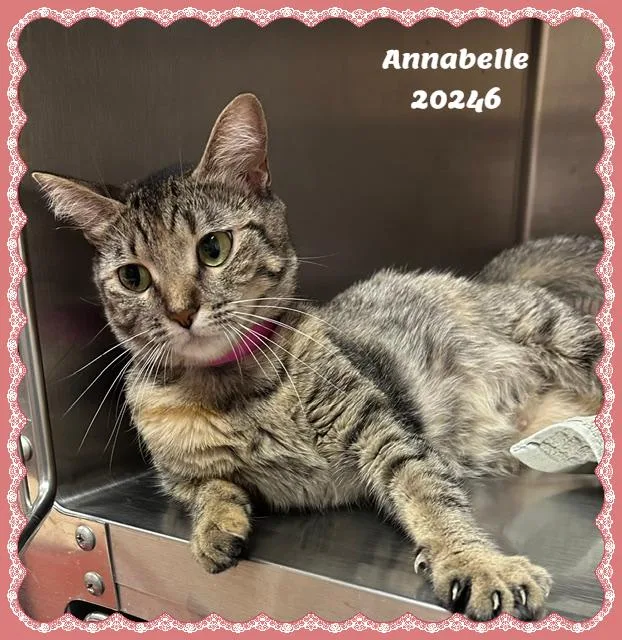 Annabelle thumbnail 3
