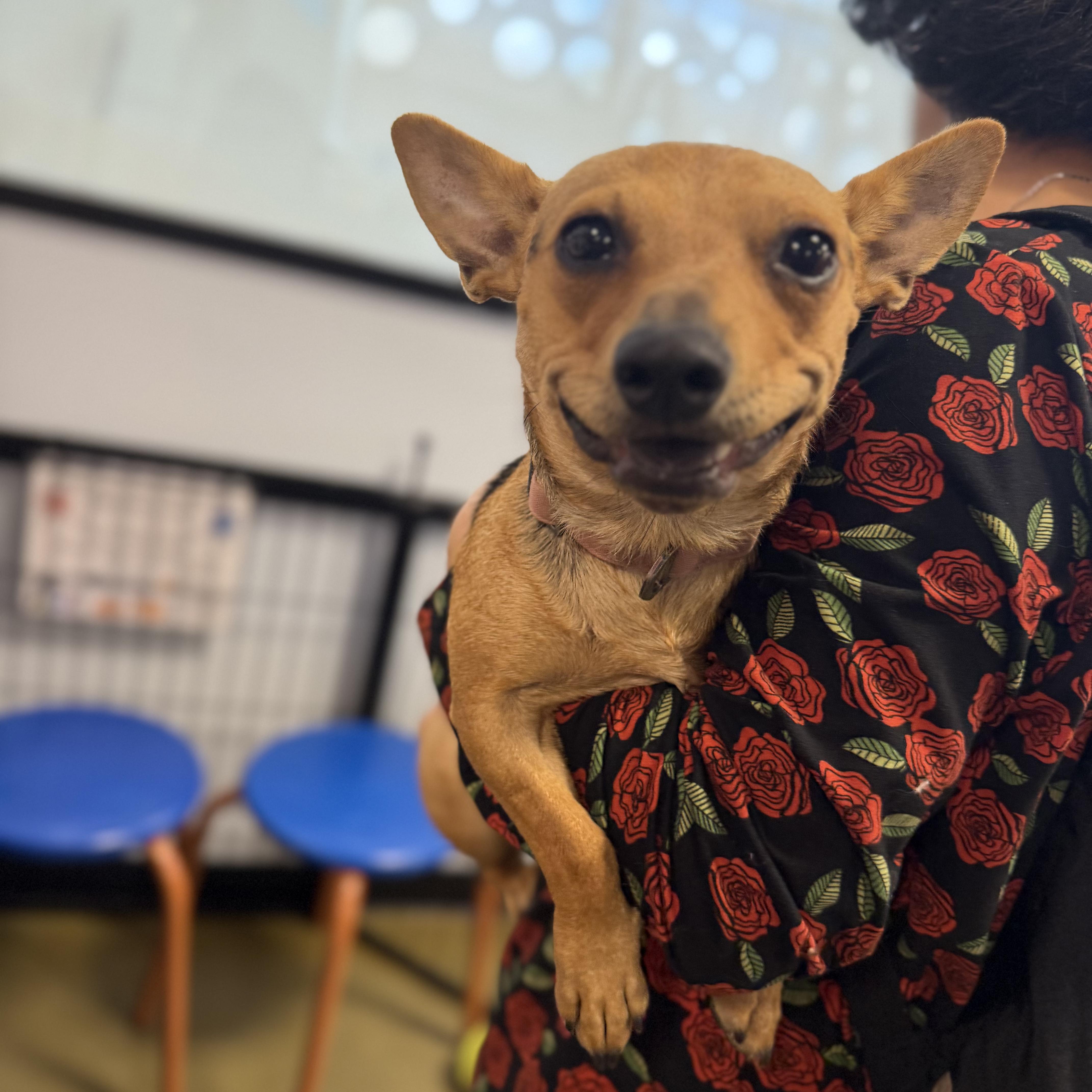 A young small-sized male Brown / Chocolate Chihuahua dog named Lucky for adoption in Van Nuys, CA
