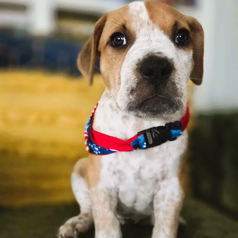 A baby medium-sized male Yellow / Tan / Blond / Fawn Pit Bull Terrier dog named Atlas Forestry for adoption in Friendswood, TX