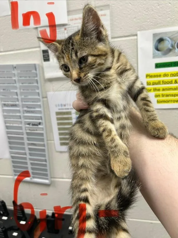 A young medium-sized female Tabby (Orange / Red) Domestic Short Hair cat named Melody for adoption in Mobile, AL