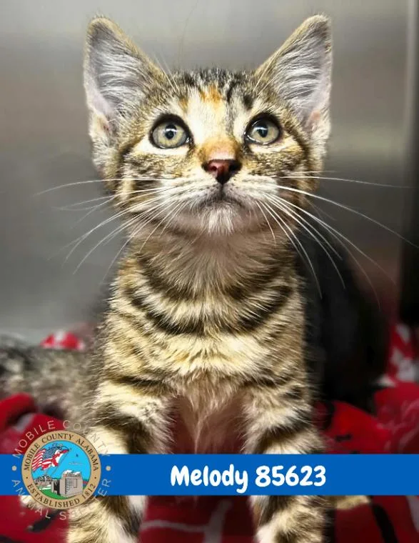Melody thumbnail 3