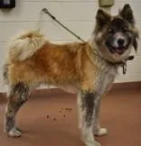 An adult medium-sized female Akita dog named Faux for adoption in Spanish Fork, UT