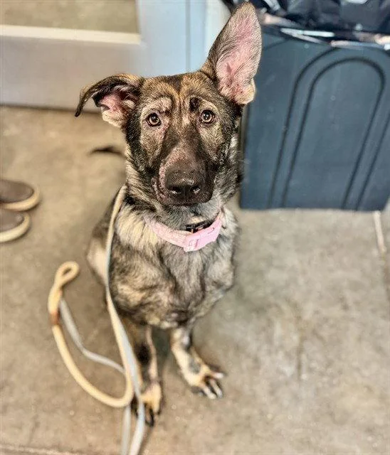 A young large-sized female German Shepherd Dog dog named Bowie for adoption in Tavares, FL