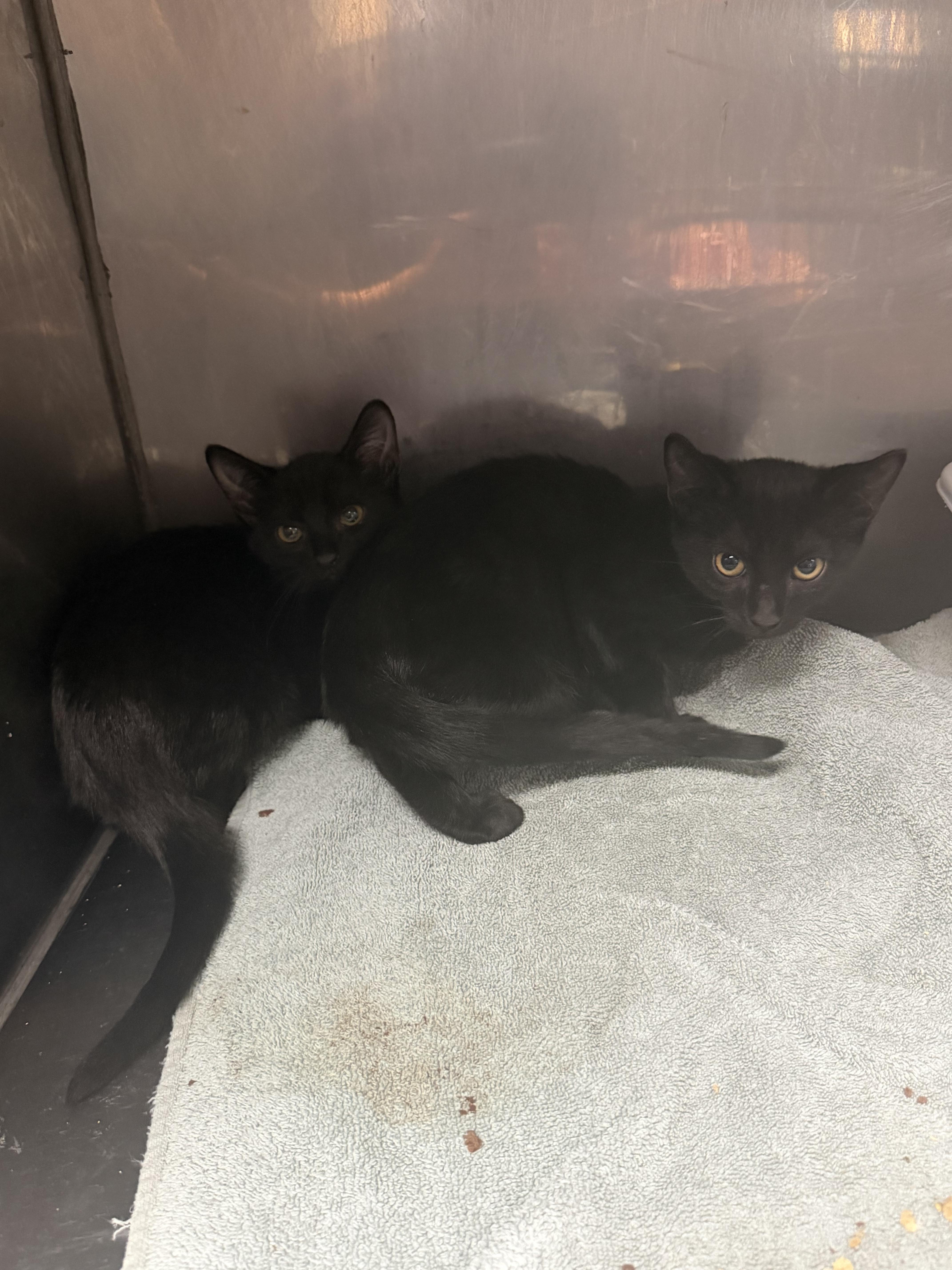 A baby small-sized male Domestic Short Hair cat named Sandy Carlito for adoption in Elizabethtown, NC