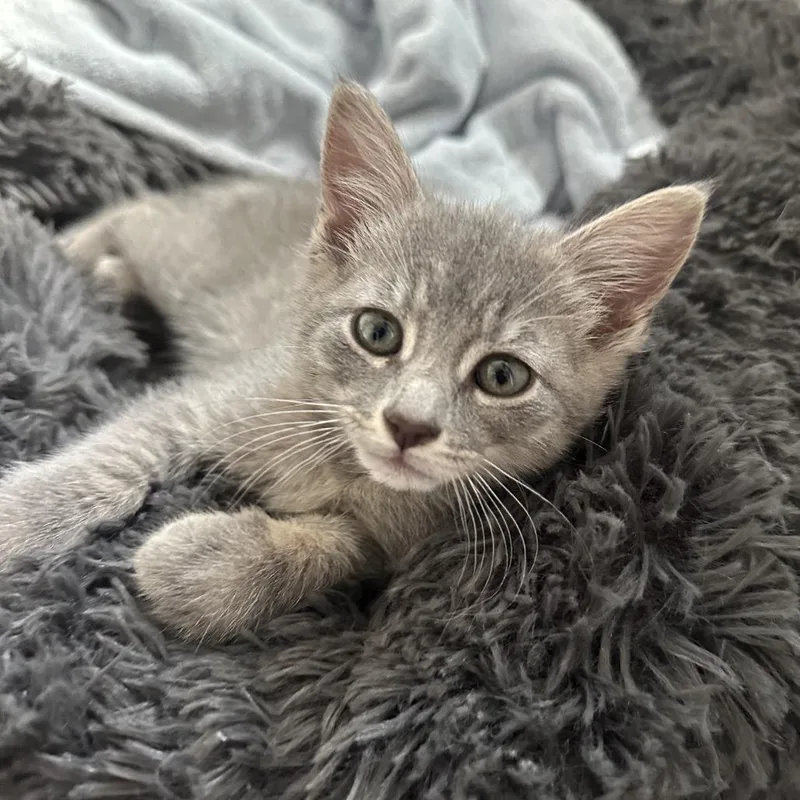 A baby small-sized female Gray / Blue / Silver Domestic Short Hair cat named Bubbles for adoption in Commerce City, CO