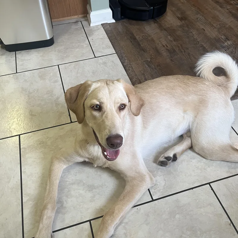 A young medium-sized female Labrador Retriever dog named Daisy for adoption in Franklin, TN