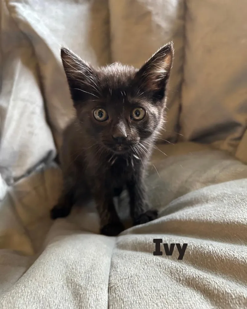 A baby small-sized female Domestic Short Hair cat named Ivy for adoption in Leonardtown, MD