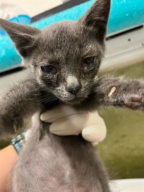 A baby small-sized female Domestic Short Hair cat named Lilac for adoption in Riverside, CA