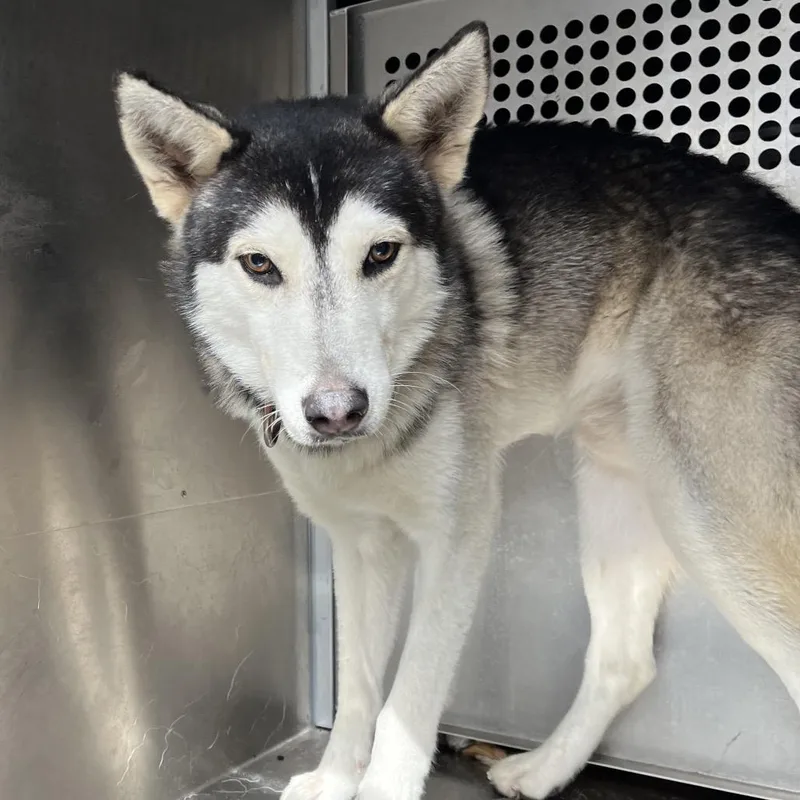 An adult medium-sized male Black Husky dog named Danny for adoption in Edinburg, TX