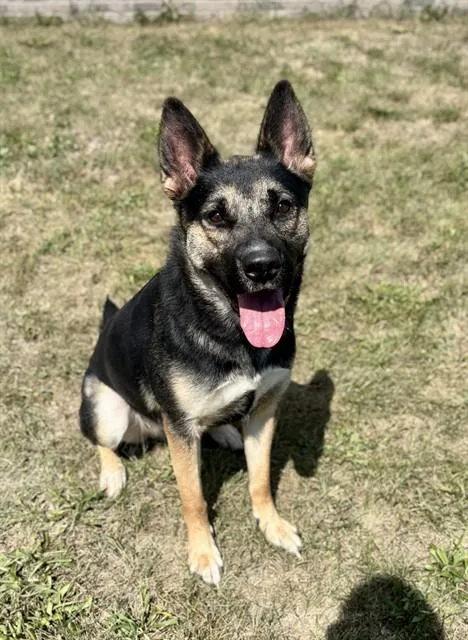 A young large-sized female German Shepherd Dog dog named Lady Bird for adoption in Kalamazoo, MI