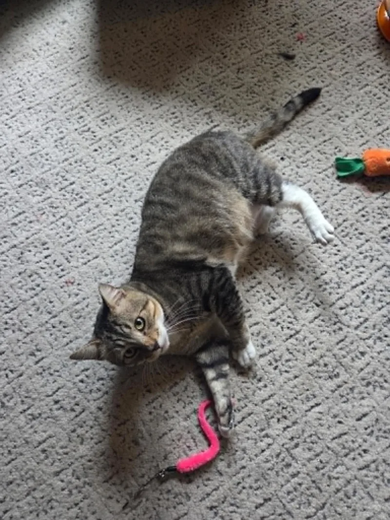 An adult medium-sized male Domestic Short Hair cat named Buddy for adoption in East Point, GA