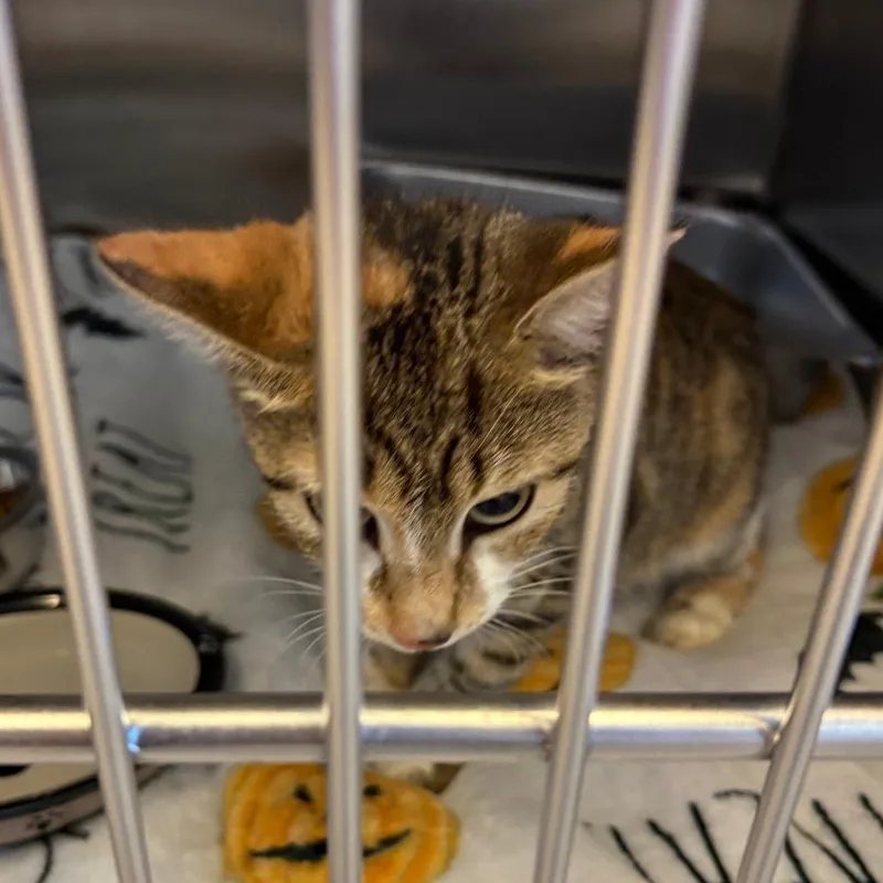 A young medium-sized female Torbie Domestic Short Hair cat named Miss Grub for adoption in Gloucester, VA