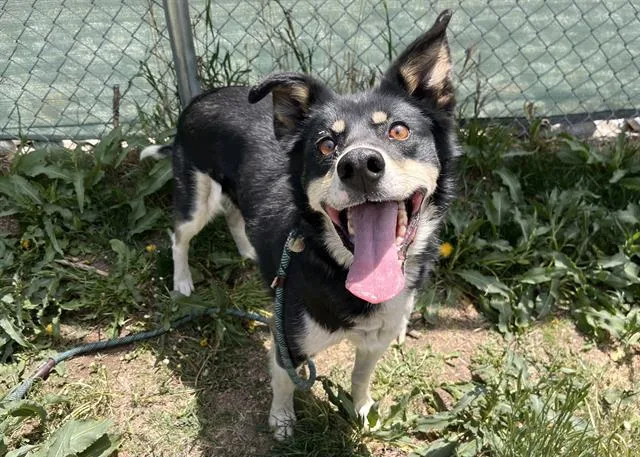 Pandora Aka Dora