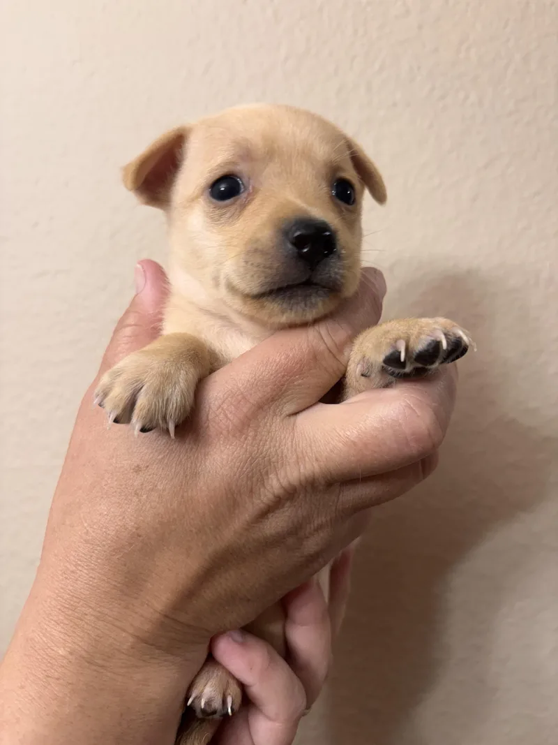 A baby small-sized female Chihuahua dog named Bessie for adoption in Corona, CA