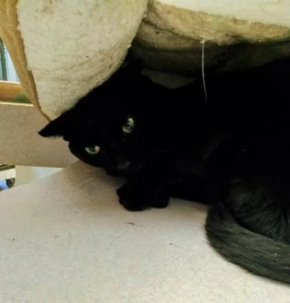 A young medium-sized female Domestic Short Hair cat named Nena for adoption in Palm Coast, FL