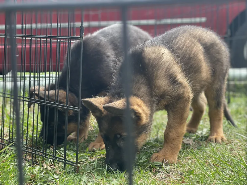 Beethoven thumbnail 2