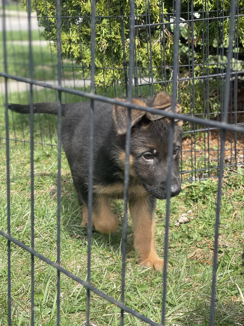 Beethoven thumbnail 3