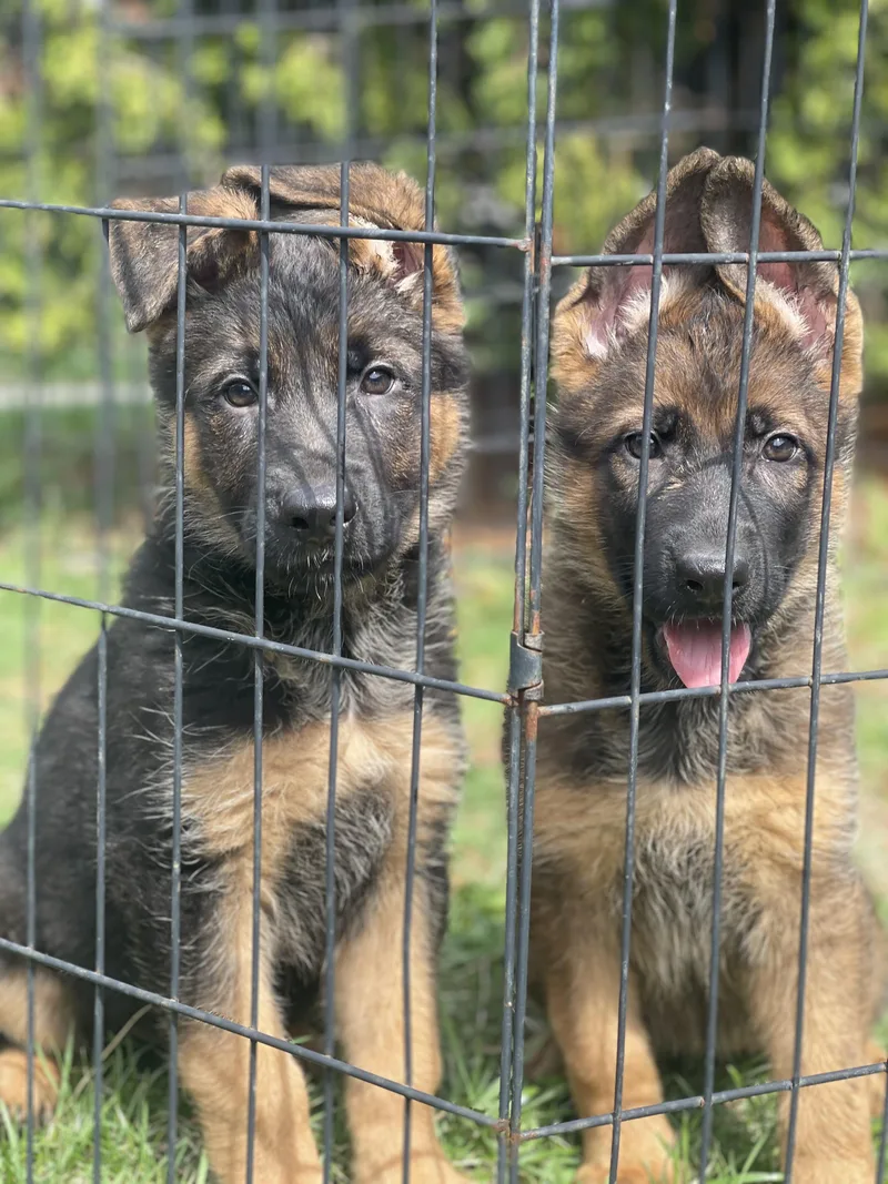 Beethoven thumbnail 4