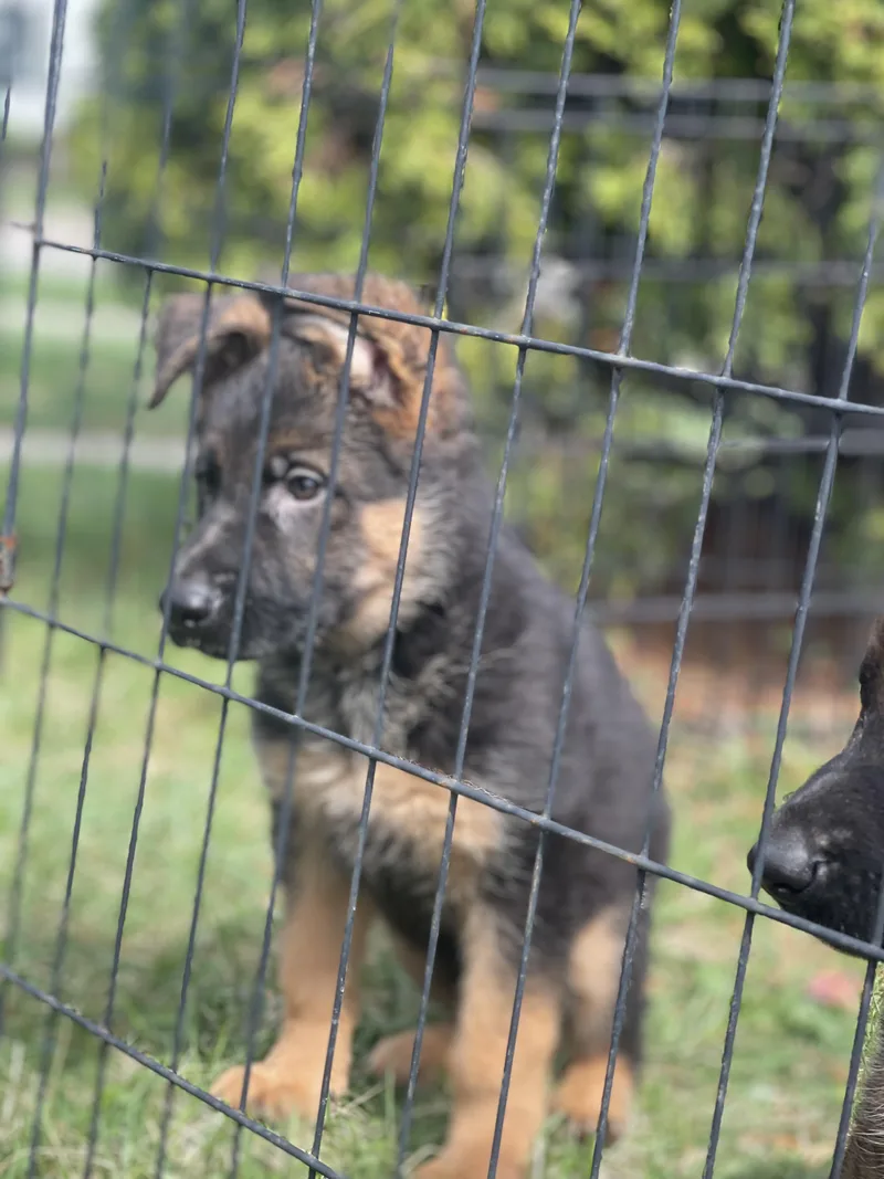 A baby large-sized male Bicolor German Shepherd Dog dog named Beethoven for adoption in Northlake, IL
