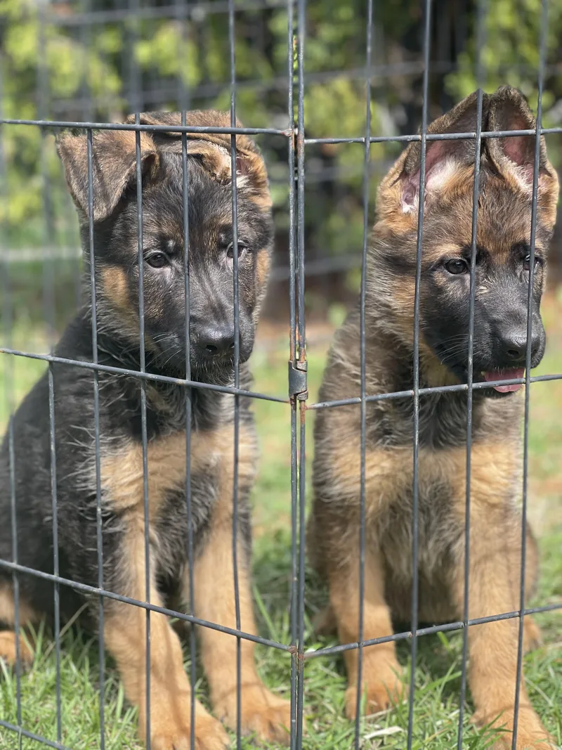 Beethoven thumbnail 5